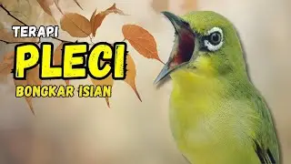 Pleci Gacor Full Tembakan Terapi Ampuh Bikin Pleci Bongkar Isian