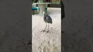 Grey Heron | The Maakana @with-us  #greyheron #maldives