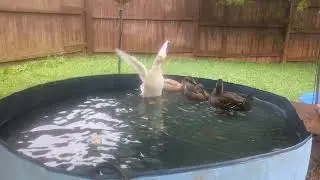  Zombies in the pond
