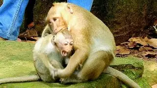 Oh ! God help , They are real brother , Sweetpea should 'not do like this on  baby Polino .