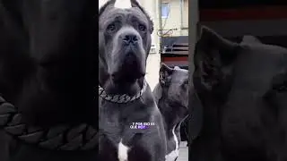 Cane Corso con orejas y cola cortadas&hellip; &iquest;o al natural? 🤔