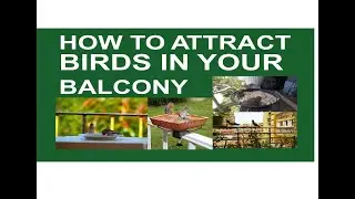 How to attract birds 🐦🐦 in your Balcony.