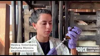 Dia inicial de um protocolo de IATF (Implante de progesterona + Benzoato de Estradiol)