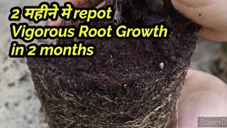Last Repotting of Season Rose In Cocopeat Repot kr liya rose repot