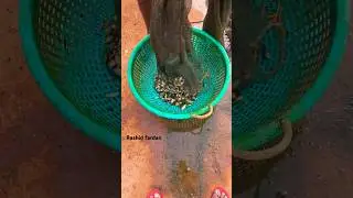 #fishcatching #viralvideo #shots #cathing #fishcathing #fishing #youtubeshorts #fishcatting #fish