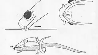 Courtship - Eurycea wilderae