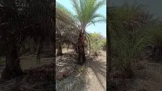 Fresh Neera extract|Neera farm #summerdrink#youtubeshorts#healthy#shortsvideo#neera#sindhi