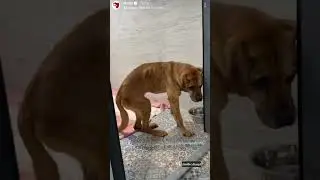 Odebrana od si&oacute;str zakonnych 😳💔 #dog #dioz #help #shorts