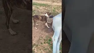 Dog vs cow #dog #cow #farming #nature #nyc #animals #circleoflife #naturelovers
