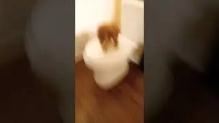 How moose learned to use a toilet 🚽