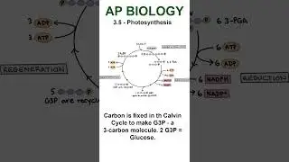 AP Bio - 3.5 Цикл Кальвина #apbiology #cellularenergetics