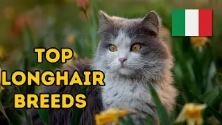 The Best Italian Longhair Cats