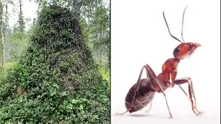 9-Foot Tall, 300 Year Old Anthill Discovered