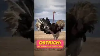 Ostrich Secrets 🦃 The Bird That Breaks All the Rules! #shorts