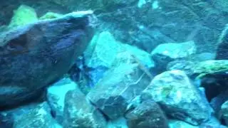 New Tanganyika gobys in my tank