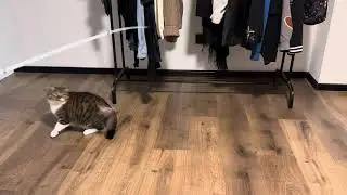 cat athlete