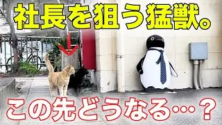 社長にマタタビを塗布してみた。