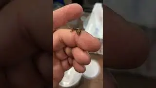 Hand taming a beast!
