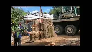 Tree removal in Clearwater Florida