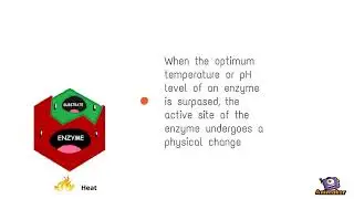 Denaturation of an Enzyme