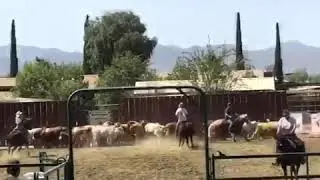 Cat Ristolee 7/15/18 10th Time Penning