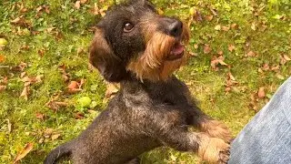 Dachshund Teddy and his Dad make a great team ❤️ #TeddyTheDachshund