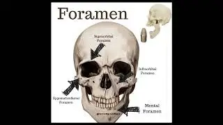foramen of the skull structure passing through foramen magnun  mandible anatomy