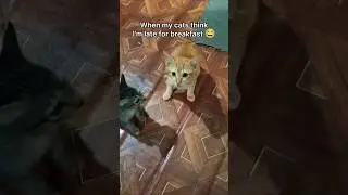 When my cats think I'm late for breakfast 😹🍳