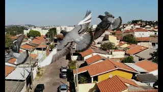 Dji Mavic air vs Dji mini SE