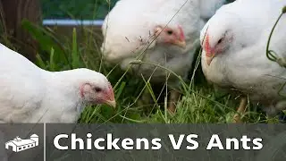 Chickens VS Ants - AMA S8:E4