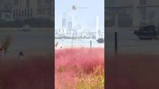 Pink Romance on the Pudong Riverside: Bailianjing Dock