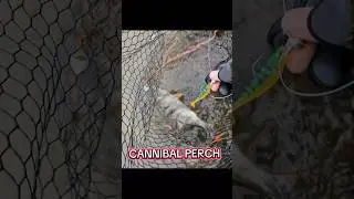 Cannibal Perch 🩸👑 #royalperch #persicoreale #cannibal #spinningita #winterfish #perch #predator #jig