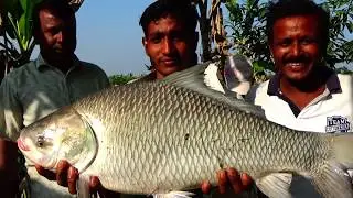 Monster Size Catla Fishing Videos In Dallas Fishing Pond