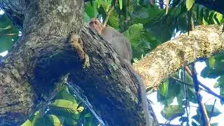 Monkey Alberto Brought Baby Elpida To The High Of Tree Maybe He Will Teach Her High Walking.