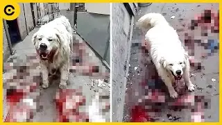 15 воров, на которых напали сторожевые собаки