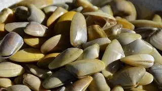 Tellines à la plancha, Vinaigre condimenté Basque (Xipister)