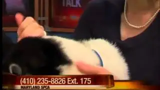 Want to adopt a pet? Call the MDSPCA