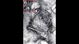 Tail Talk- Domestication and the human-animal bond
