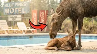 A Moose and Her Calf Walk Into a Motel Pool &mdash; The Reason Will Break Your Heart