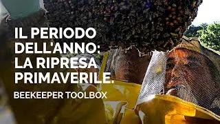 La RIPRESA PRIMAVERILE delle famiglie | Beekeeper Toolbox - Marco Valentini