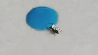 Ant drinks blue liquid candy