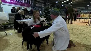 Defaid Balwen | Balwen Sheep