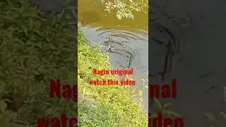 Nagin dance#nagin #nagindance #shorts
