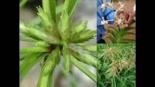 Medicinal Orchid based Formulations for Hypothyroidism: Pankaj Oudhia's Medicinal Plant Database