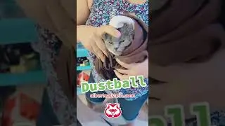 Socializing Dustball, our newest foster