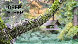 | 8 Hours Sacred Serenity: Gentle Water Drip & Ambient Organ Music | Focus, Study & Quiet Reflection