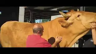 GOLIAT el Buey mas grande (parte 1)