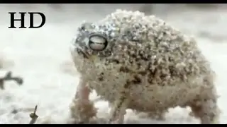 DUBSTEP RAIN FROG