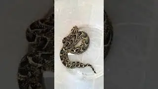 Puffing Puff Adder