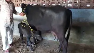 Young Murrah buffalo with a milk yield of 14 litres per day